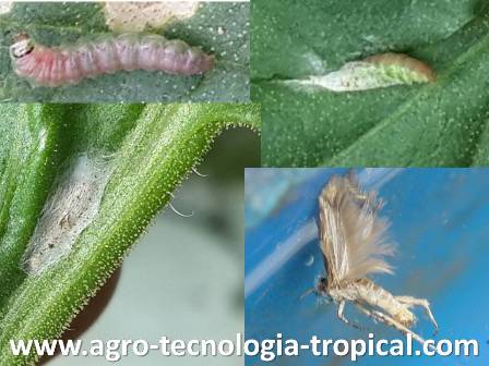 Ciclo de vida de la palomilla larva, pupa, adulto
